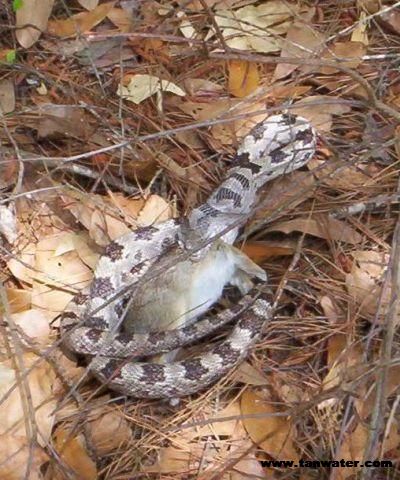 Florida Oak Snake starting to eat rabbit